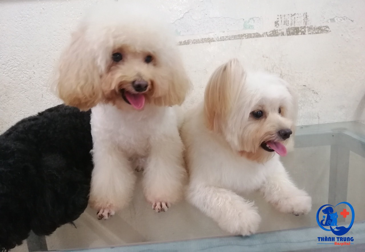 Hình ảnh bé các bé cún được đưa đến phòng khám thú y Thành Trung