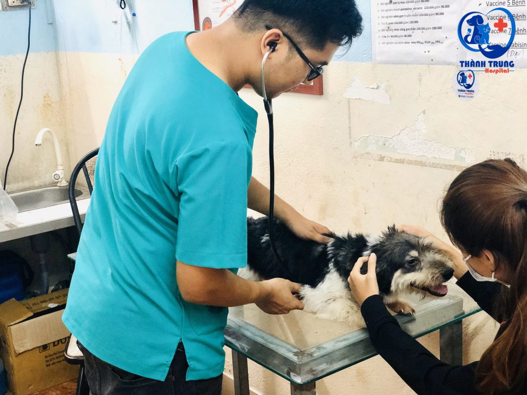 Bác sỹ phòng khám thú y Thành Trung đang kiểm tra sức khoẻ của bé cún