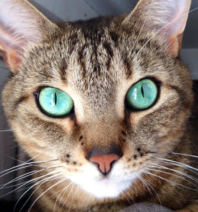 Một chú mèo đẹp ngoài những tiêu chí như: màu lông, khuôn mặt, vóc dáng,… thì đôi mắt là một điều không thể thiếu. Màu mắt mèo quyết định yếu tố...