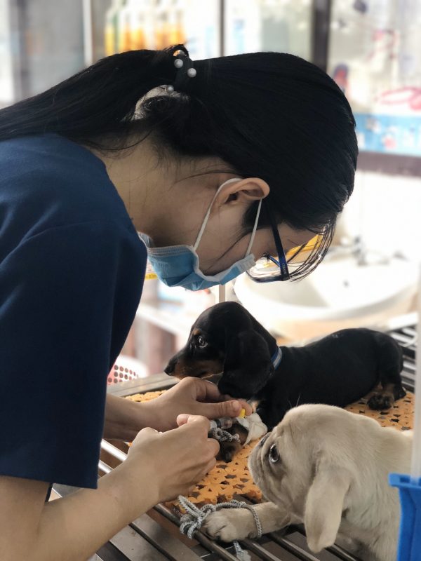 Bác sỹ thú y tại phòng khám đang điều trị cho bé cún