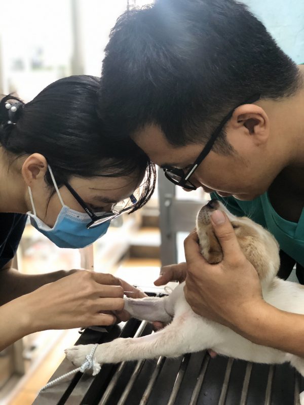 Bác sỹ phòng khám thú y Thành Trung điều trịcho bé cún