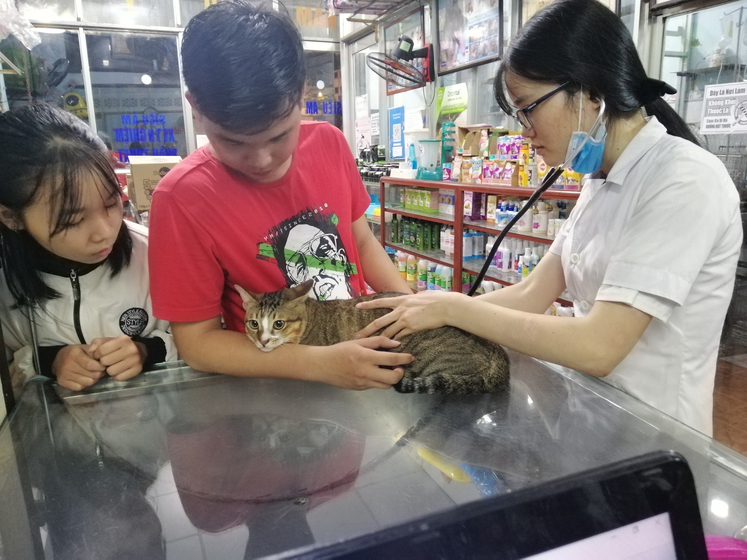 Một bé mèo đang được bác sỹ thú y thăm khám