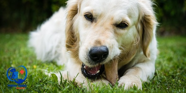 Canxi là một chất vô cùng quan trọng cho sự phát triển của cún. Tuy quan trọng nhưng chúng ta lại thường bỏ qua nó trong chế độ ăn của cún. Khi cơ thể cún thiếu canxi, cún có nguy cơ mắc các bệnh về xương khớp, hạ bàn...