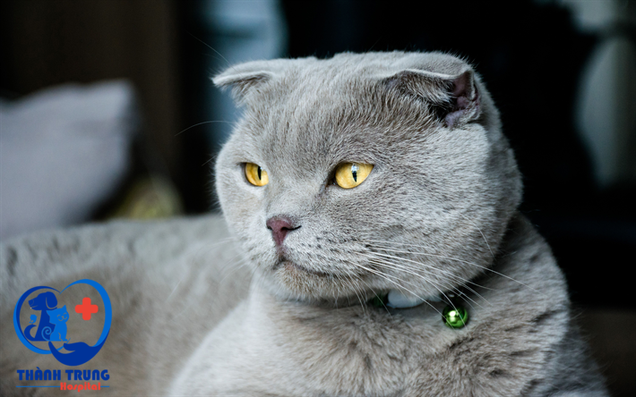 Để nhận diện một bé mèo Anh lông ngắn thuần chủng hay là con lai, bạn cần dựa vào các đặc điểm về ngoại hình như kích cỡ, màu lông, tai,... đặc biệt là qua tai mèo ALN.