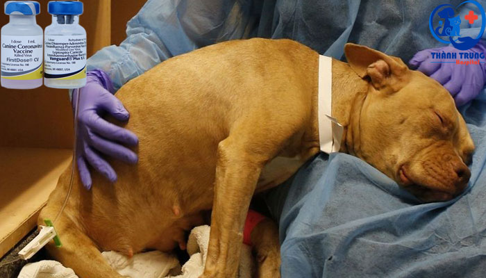Chó bị bệnh khi không được tiêm phòng vacxin